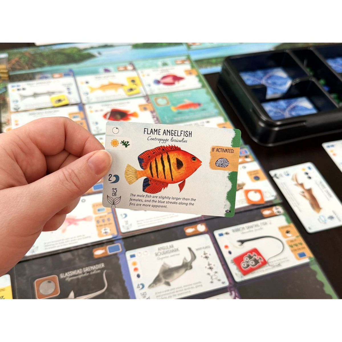 Finspan: Sharks & Reefs Expansion